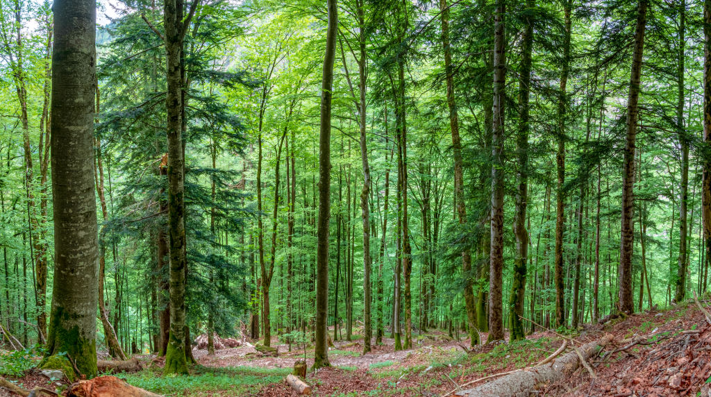 Bayerischer Wald